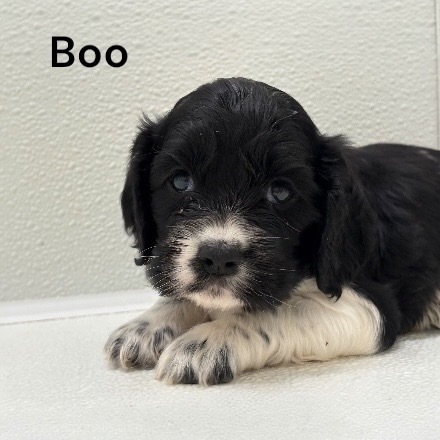 puppy, for, sale, Cocker Spaniel, Joe & Cherri  Overlease, dog, breeder, Miller, MO, dog-breeder, puppy-for-sale, forsale, nearby, find, puppyfind, locator, puppylocator, aca